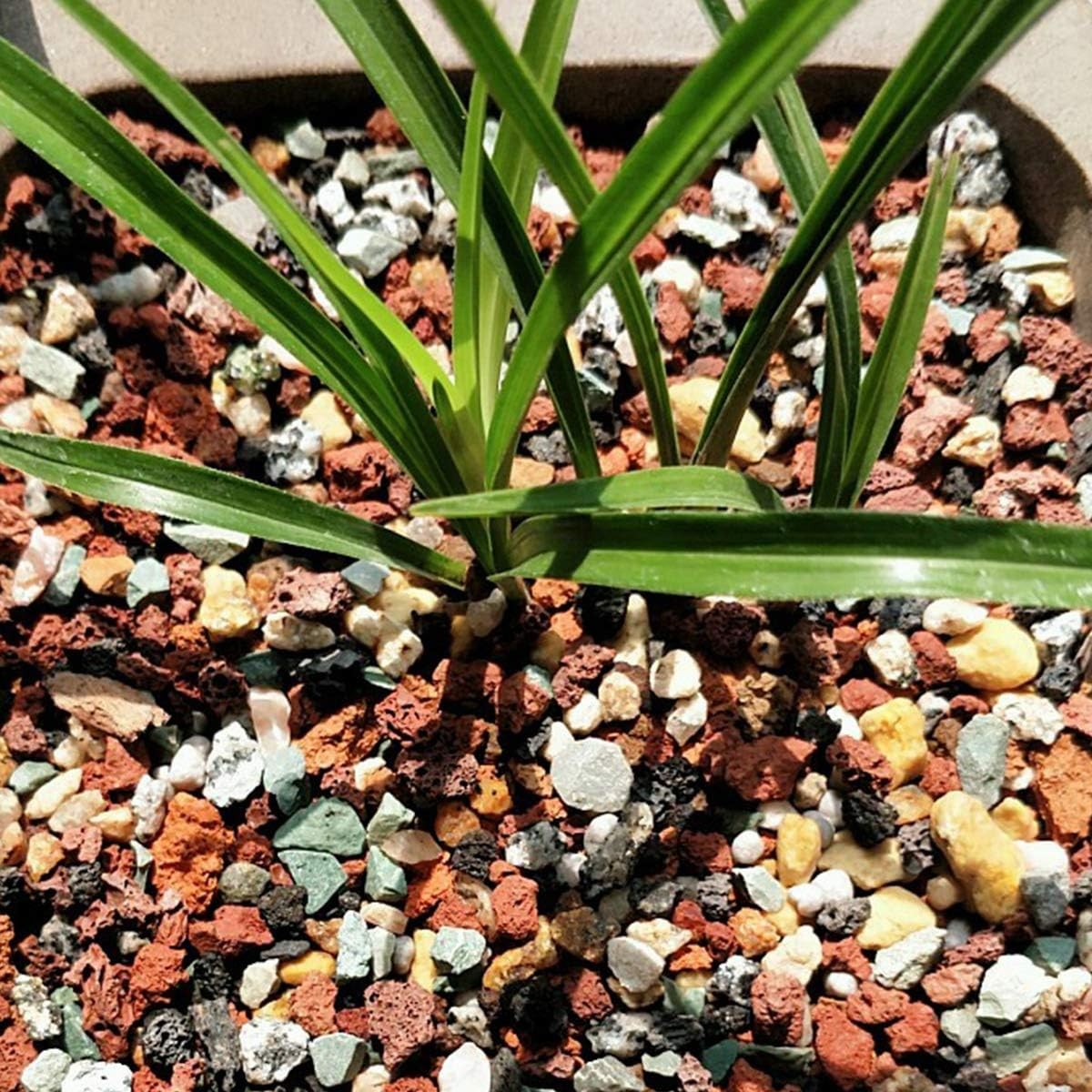 Mix Horticultural Lava Pebbles Pumice Potting Soil Amendment Succulent Cactus Bo