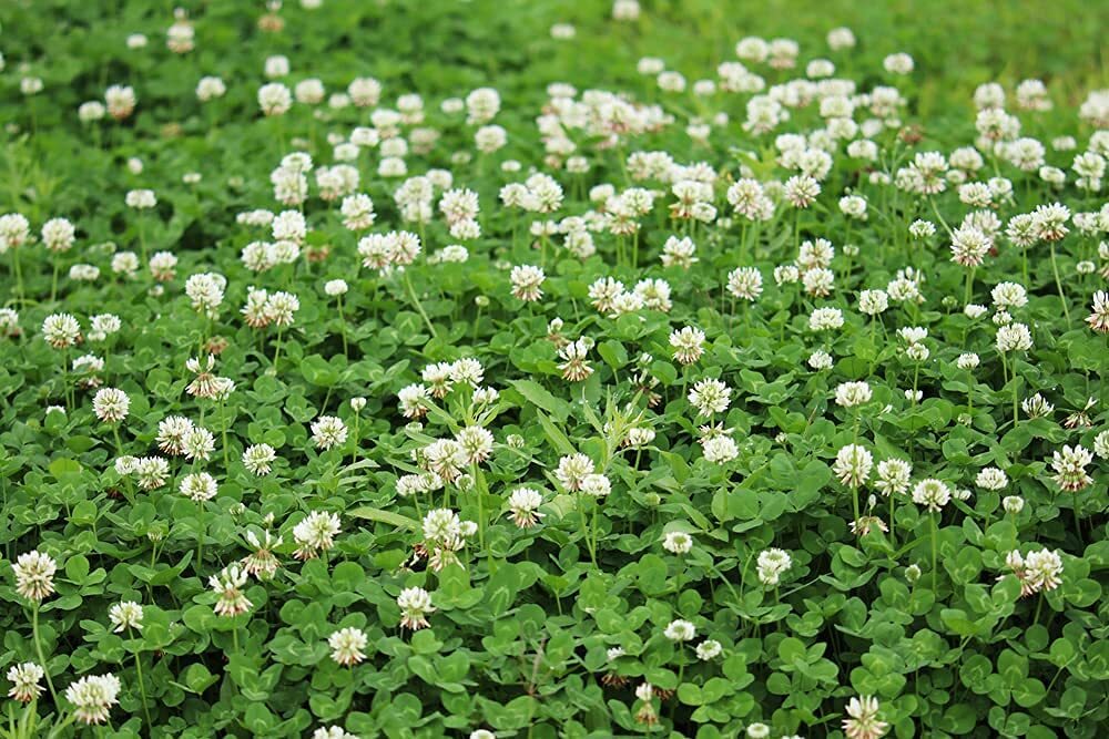 Dutch White Clover Seeds for Planting