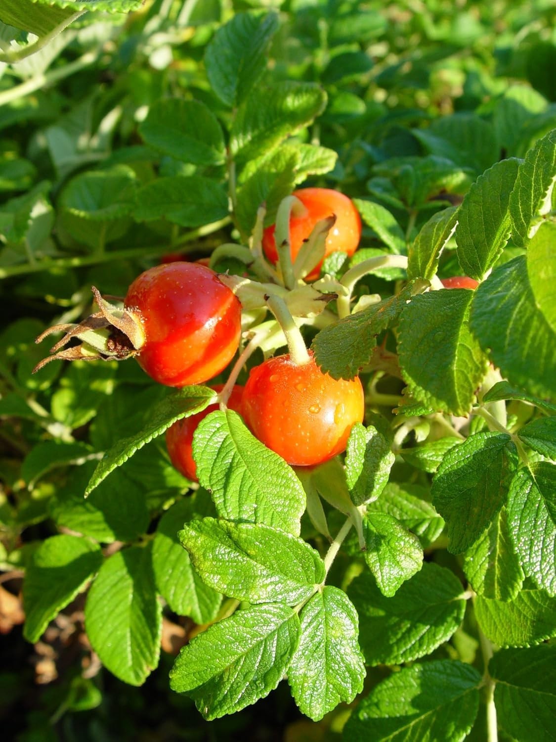 Robust Pink Rugosa – Size #2 Container – Drought Tolerant