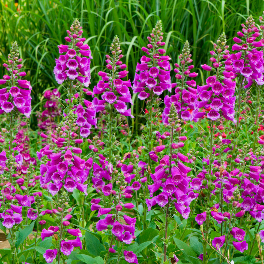 Set of 6 Live Purple Foxglove Plants – Starter Pots – Tall Cottage Flowers