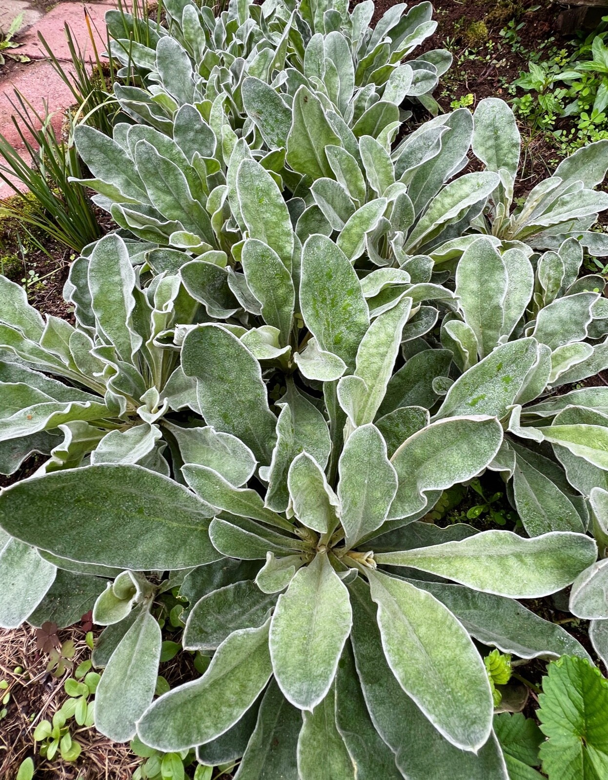 Rose Campion Heirloom Lychnis Coronaria Perennial Lot 20 Plants, Free Shipping