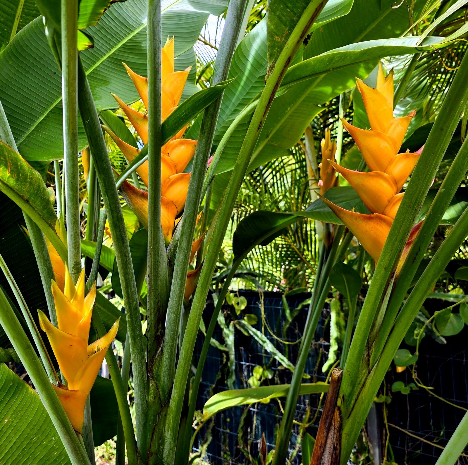 Mayan Gold Heliconia Seeds (H. champneana) Rare Lobster Claw Parrot Beak Flowers