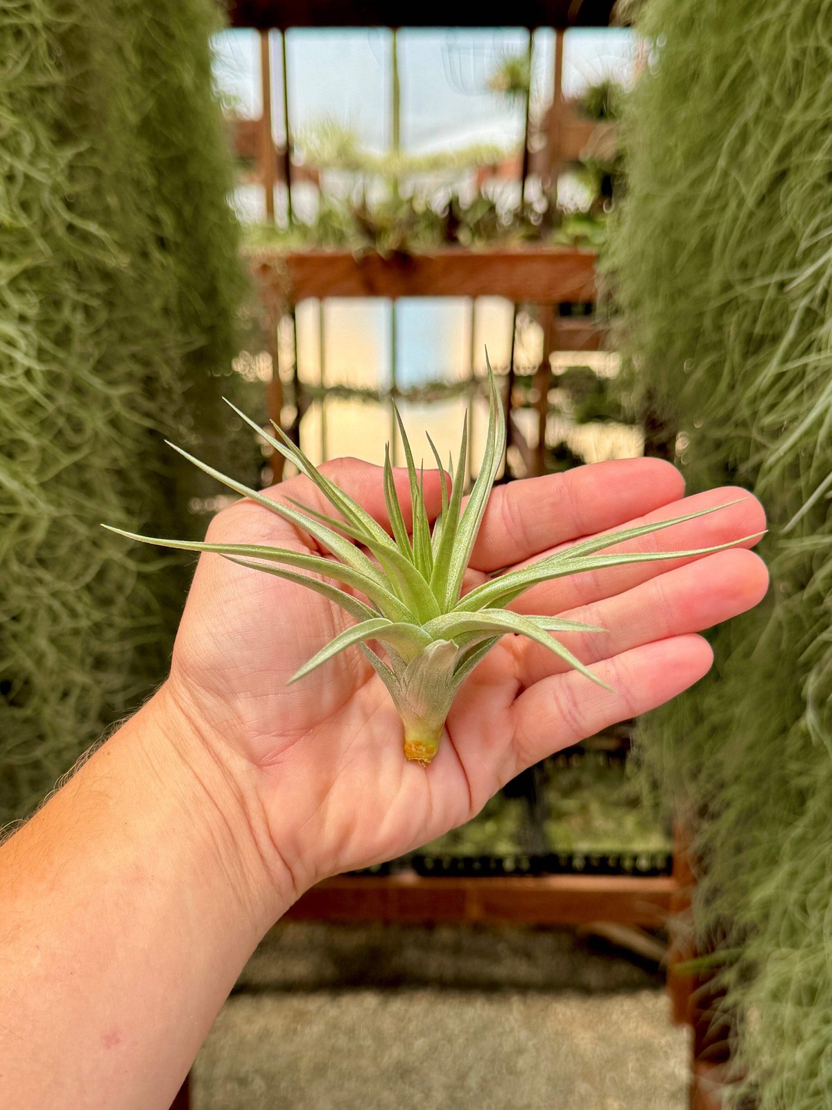 Stricta ‘Stiff Gray’ Large Symmetrical Air Plant