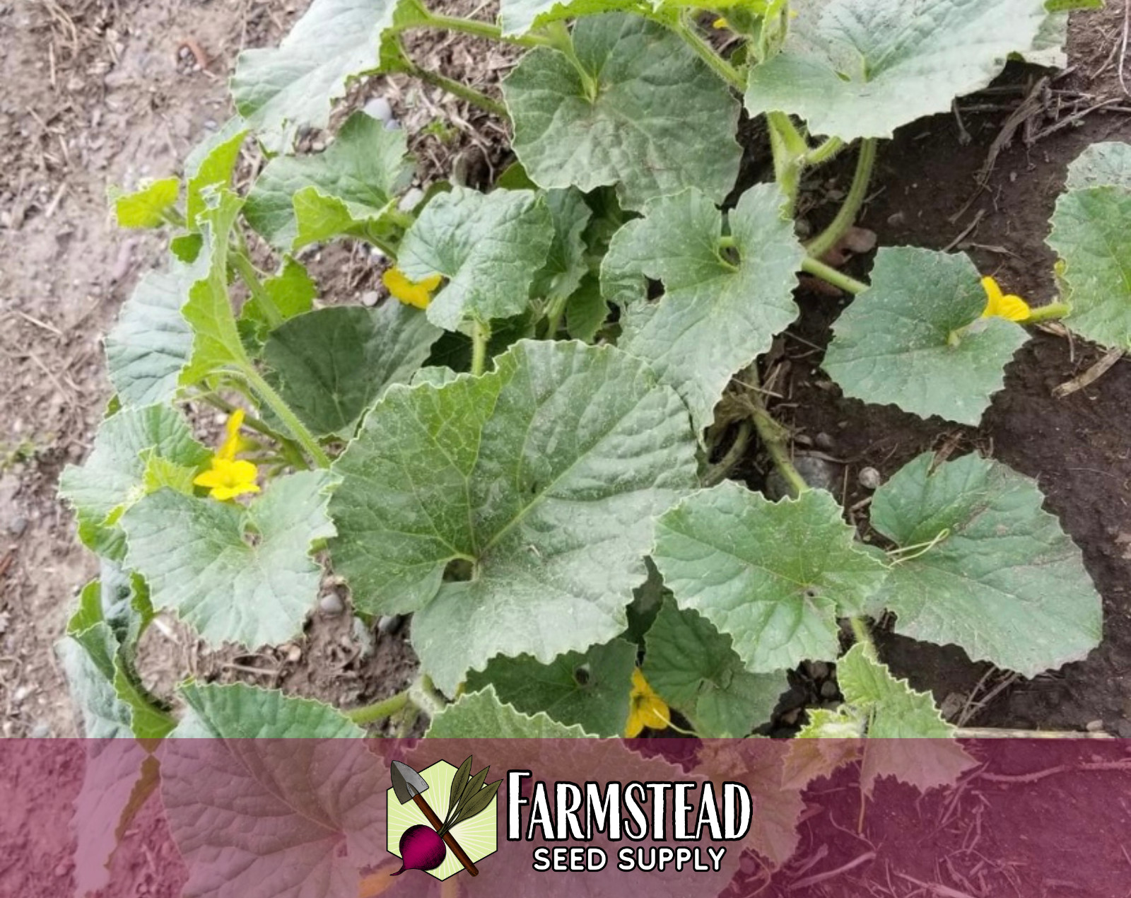 130+ Green Honeydew Melon Fruit Seeds | Heirloom, Non-GMO, Gardening Seed Packet