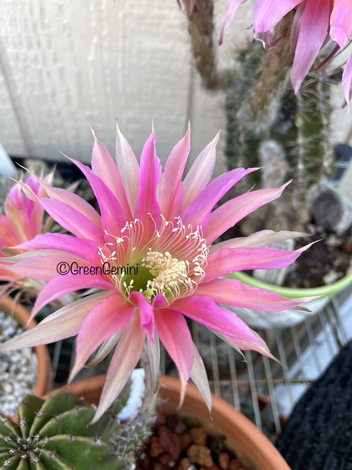 BOURNE SPIDER Echinopsis Hybrids Rooted Plants Cactus Succulent