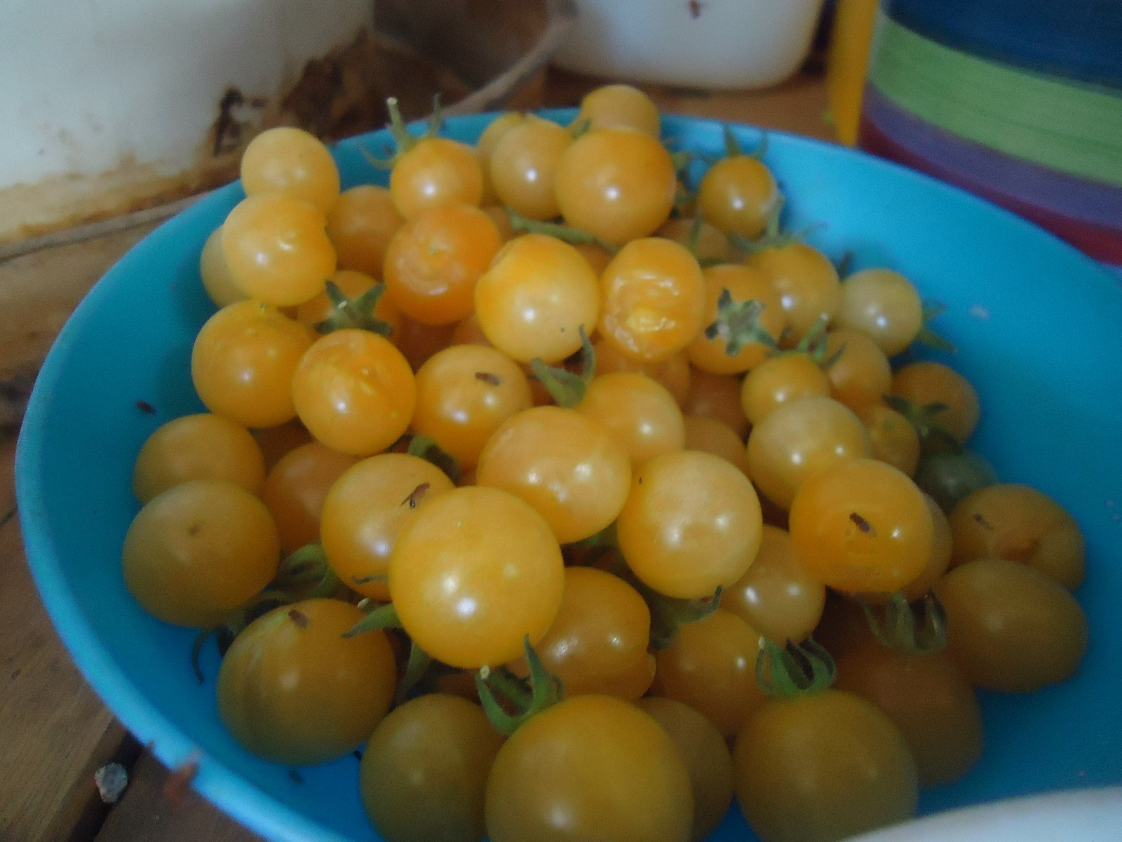 Heirloom tomato seeds Build a variety pack, or take all 50! *SURVIVAL SEEDS*