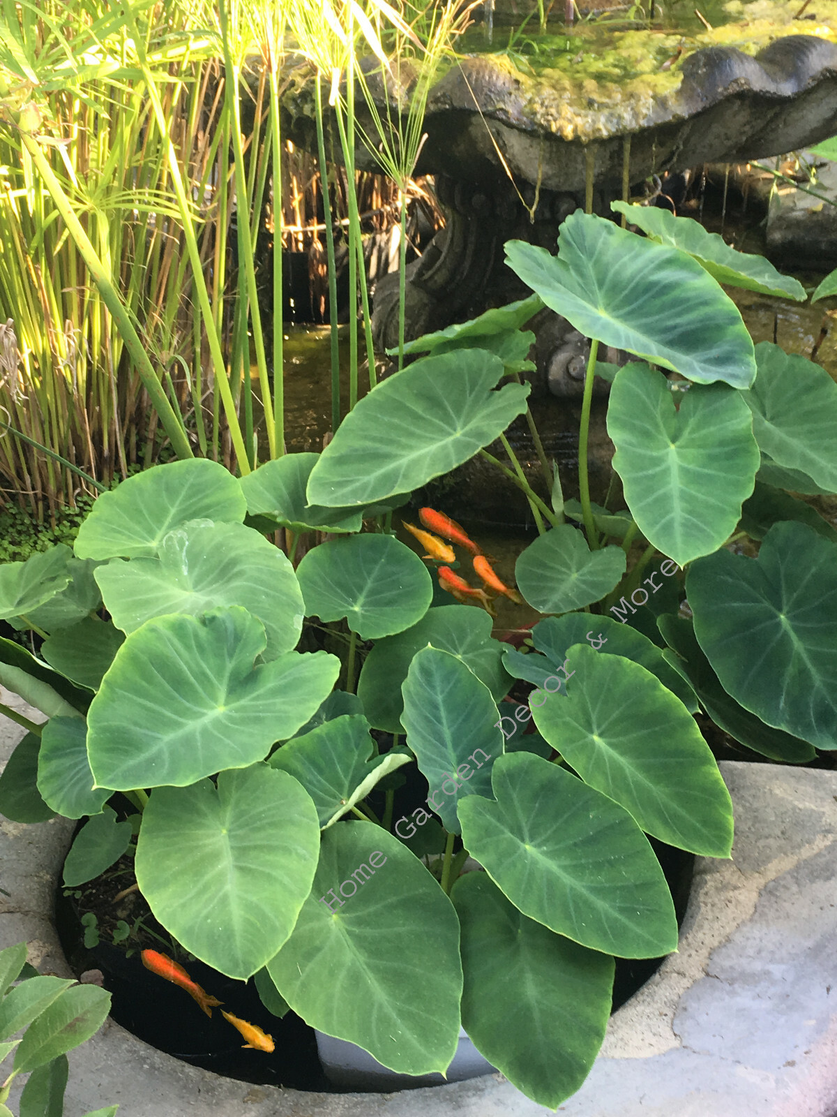 10 Small GREEN TARO BULBS ROOTS KOI POND TROPICAL PLANT EDIBLE Ready to Grow