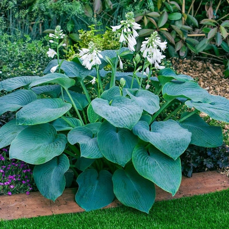 290+ USA PERMIUM Giant Hosta Seeds for Planting Indoor Outdoor-Non GMO Mixed