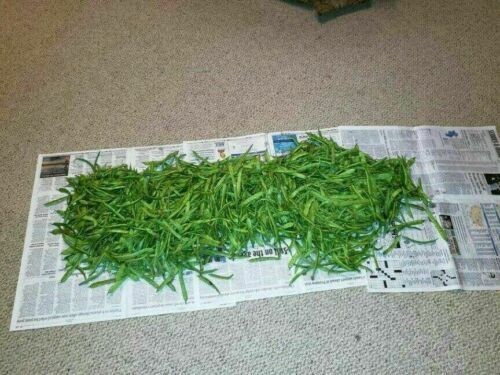Brown Bunch Bean Seeds
