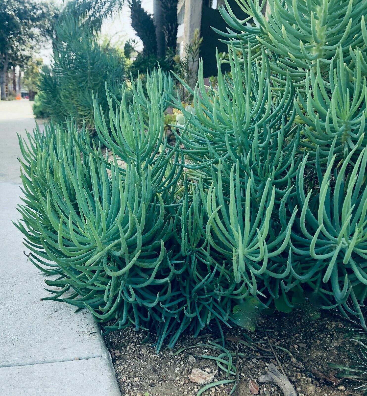 3X Senecio Vitalis Blue Serpents Chalk Fingers Sticks Succulent Cactus Plant 6″