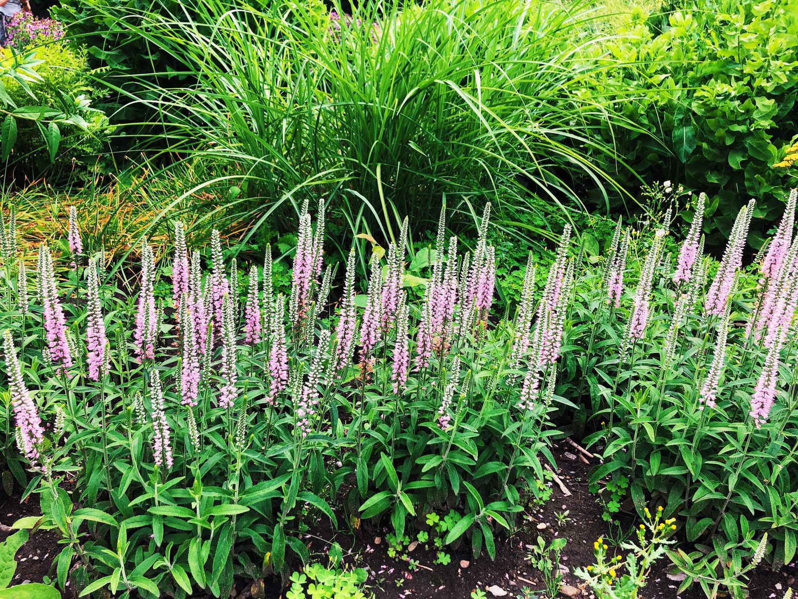 50 Light Pink VERONICA Longifolia / SPIKE SPEEDWELL Flower Seeds *Flat S/H