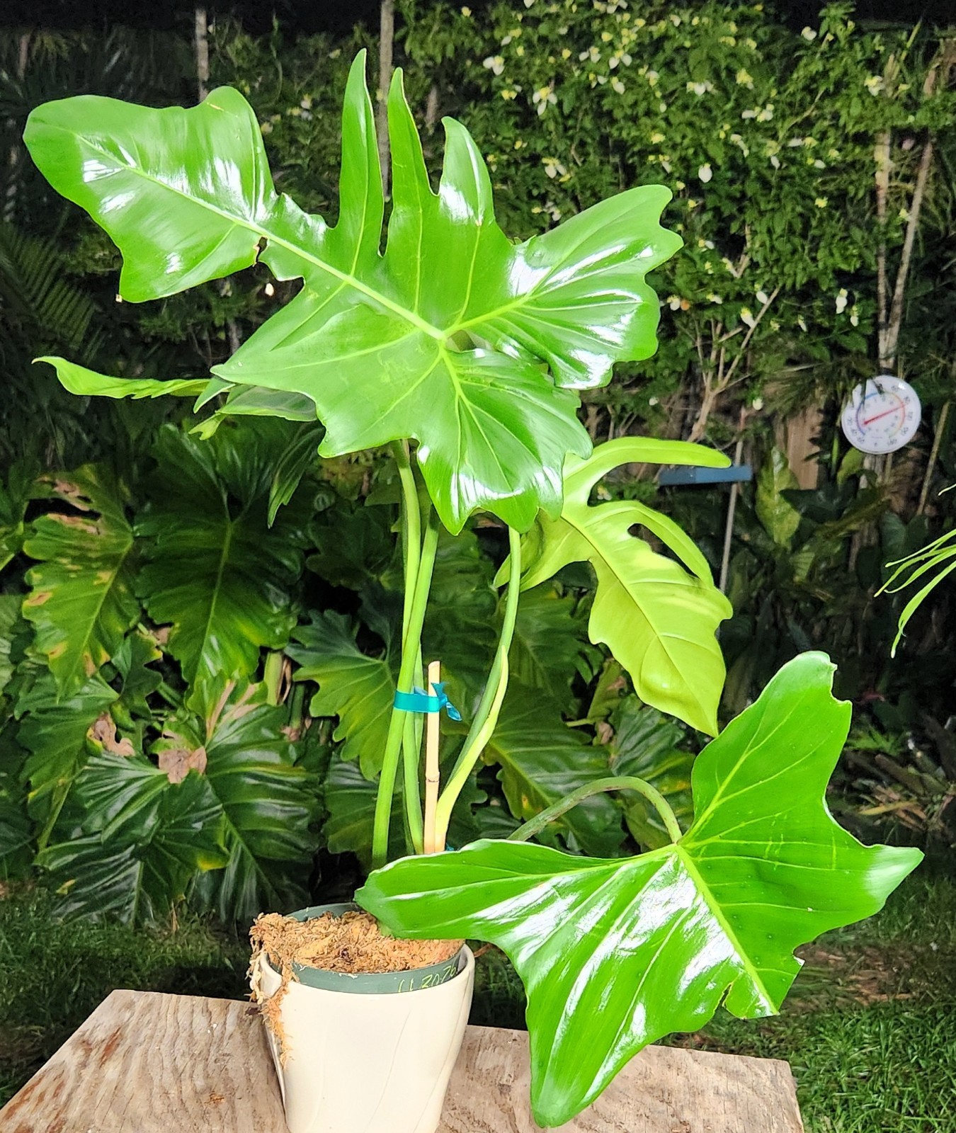 Philodendron Golden Dragon Plant 6″ Pot 23″ Tall 29″ Wide LARGE