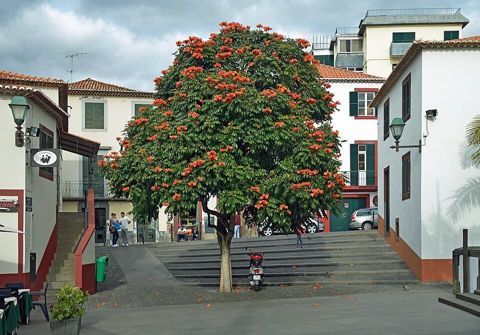 Spathodea campanulata | African Tulip Tree | 10 Seeds