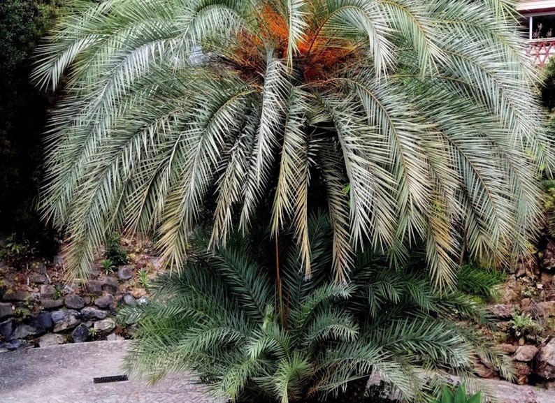 LIVE – Cold Hardy 10F – Rare – Phoenix Theophrasti (Golkoy Variant) Greek Island