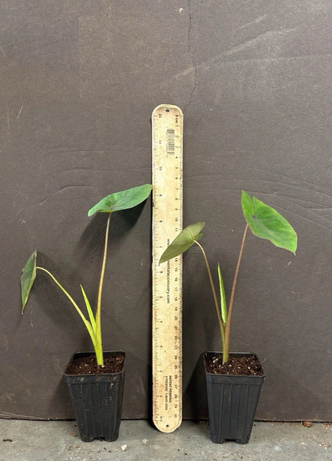 Hawaiian Punch-Colocasia esculenta- Elephant Ear-SMALL ROOTED STARTER Plant
