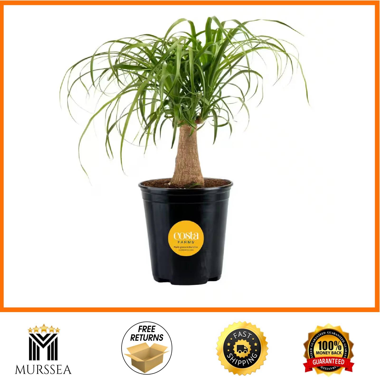 Ponytail Indoor Palm in 6 In. Grower Pot, Avg. Shipping Height 1-2 Ft. Tall