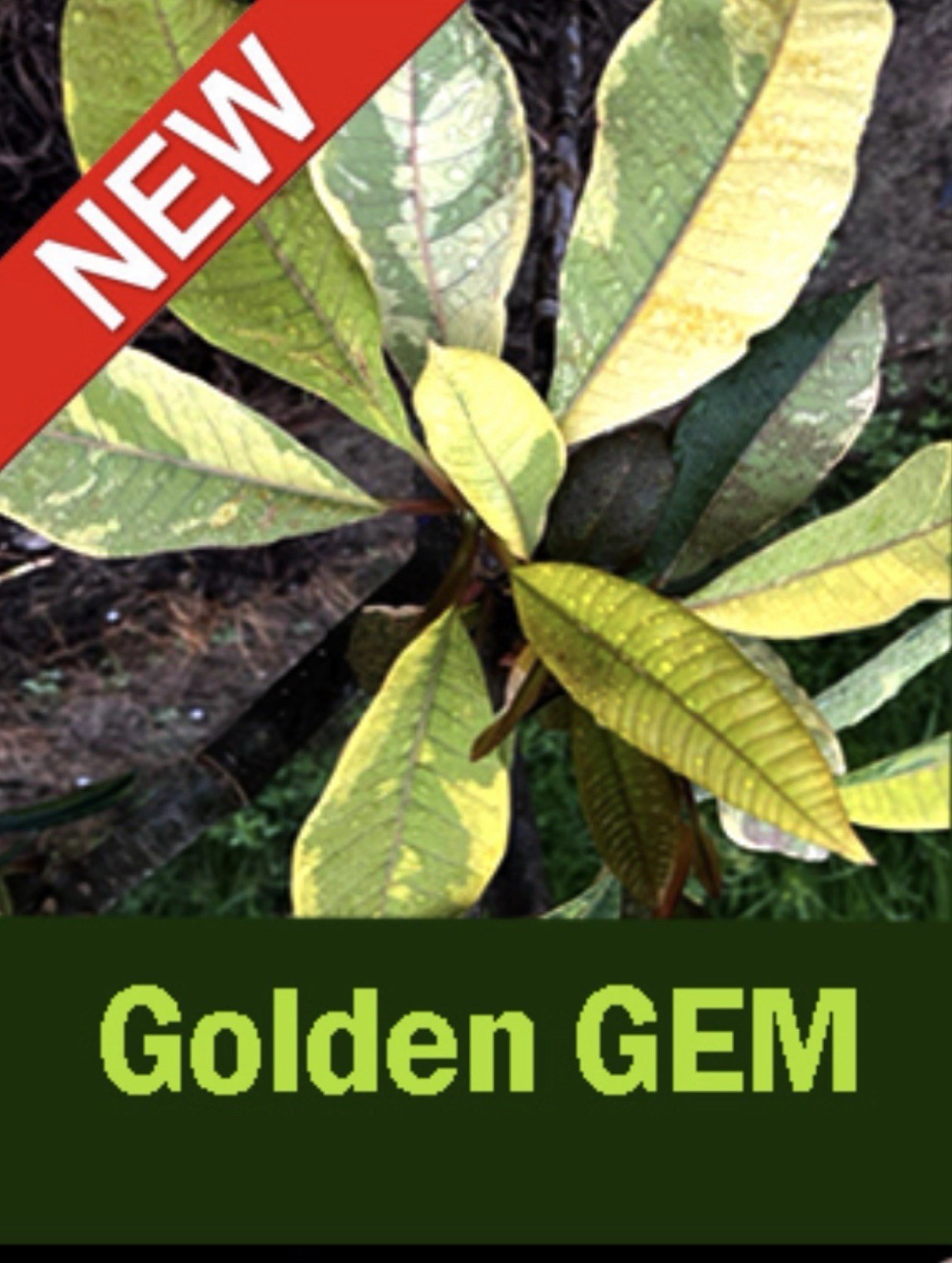 Golden Gem Variegated Plumeria Frangipani-Rooted & Grafted Plant-Read All Info!