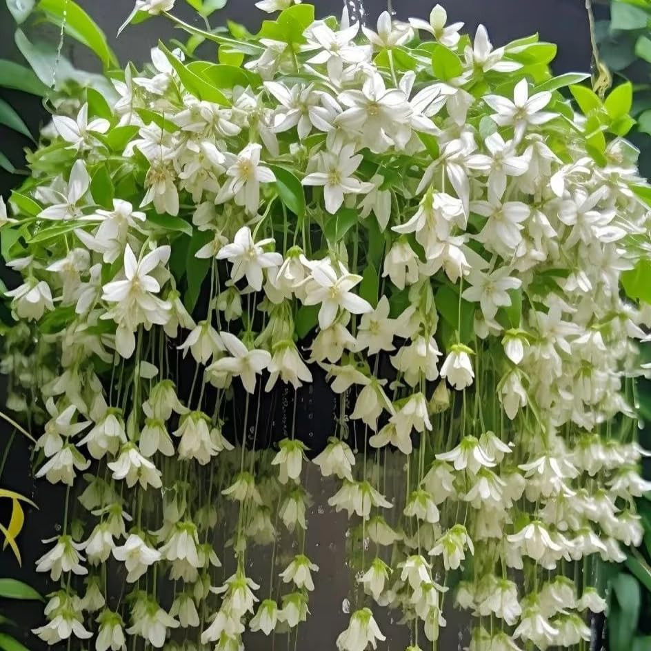 Climbing Weeping Jasmine Seeds for Planting, 300+Pcs Fragrant Climber Jasmine Pe