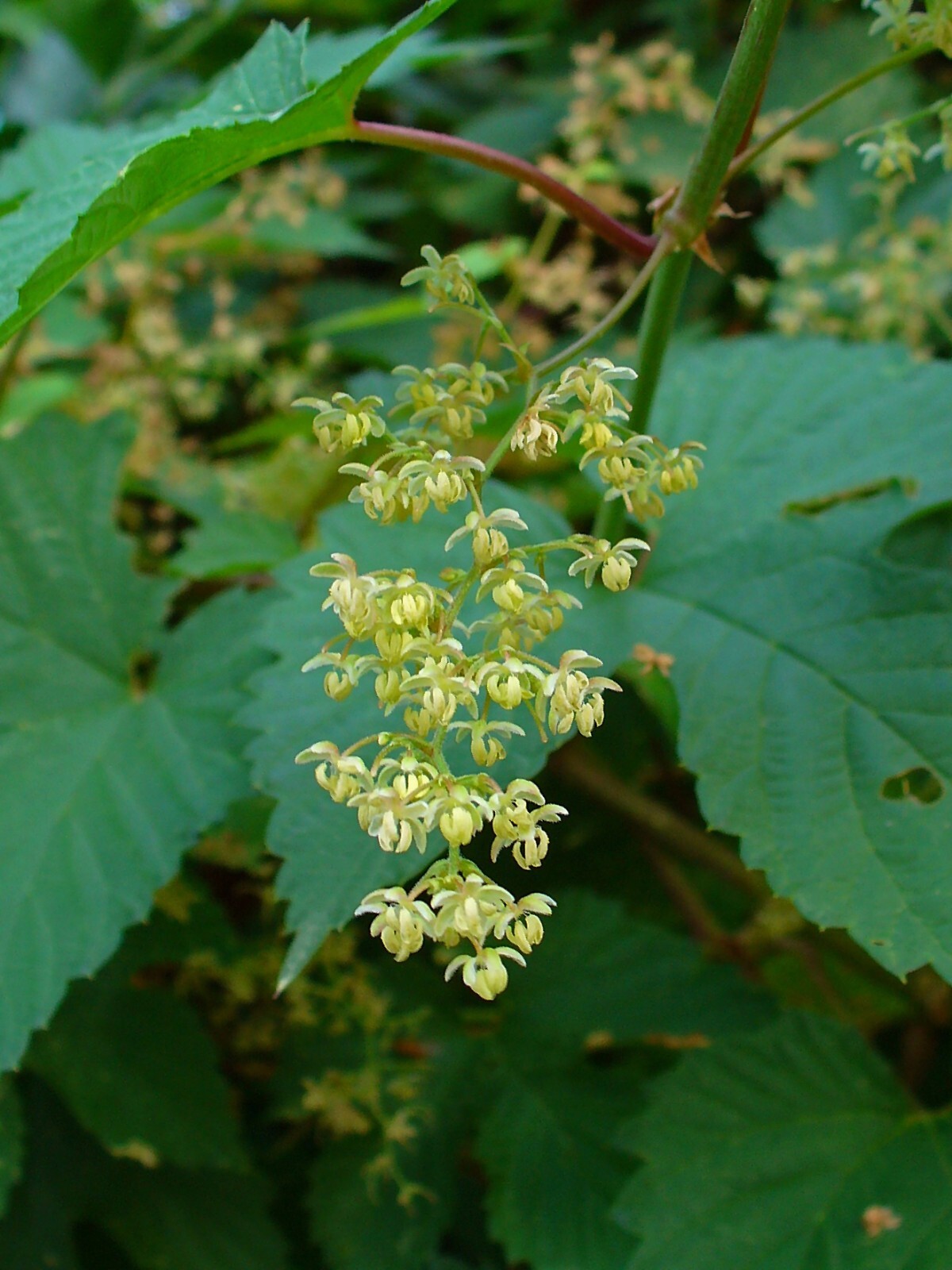 Hops Seeds – Humulus lupulus – Common Hops – Multiple Quantities