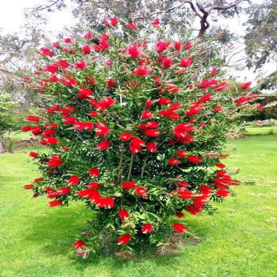 100 Crimson Bottlebrush Flower Tree Houseplant Garden Seeds Callistemon citrinus