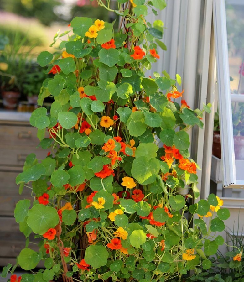 Nasturtiums Live Plants – 3-5” Tall – 2 Plant in 4″ Pot – Edible Flower Herb