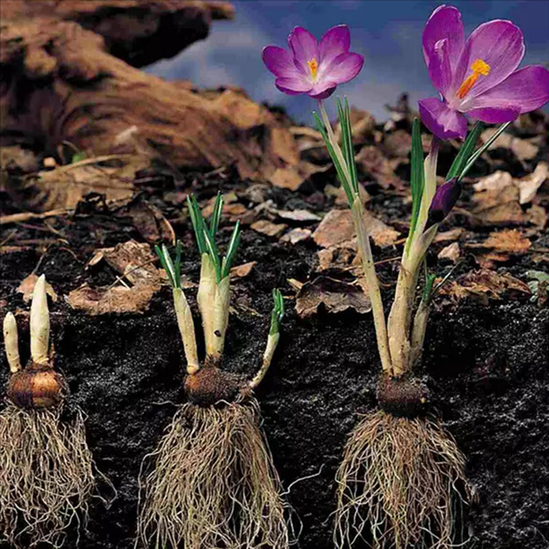 20 EXOTIC RARE CROCUS SEEDS for garden flower beds plant bush USA SELLER USPS