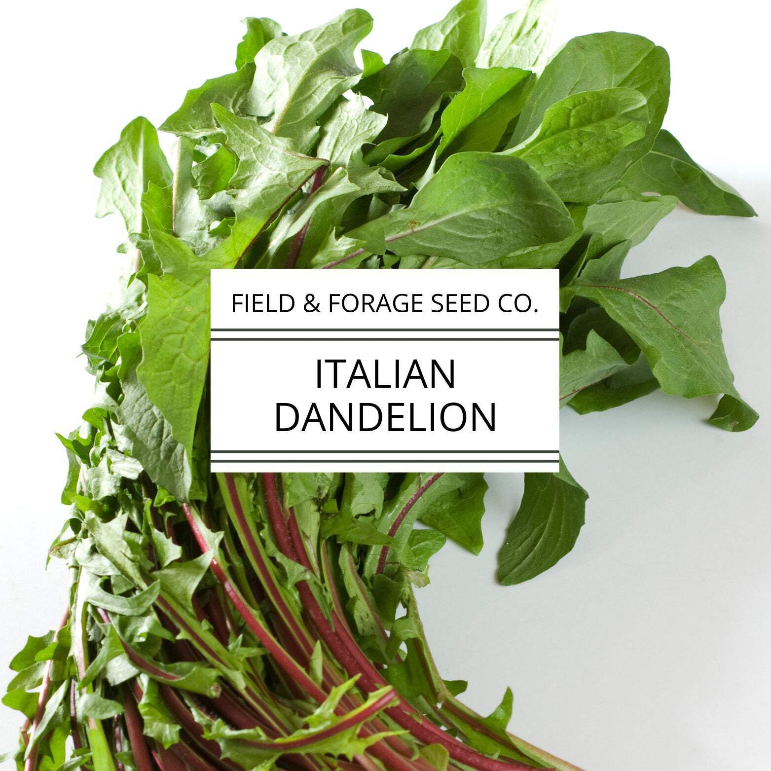 Italian Dandelion | Cichorium intybus | Heirloom Bitter Green | Non-GMO | 100 Se