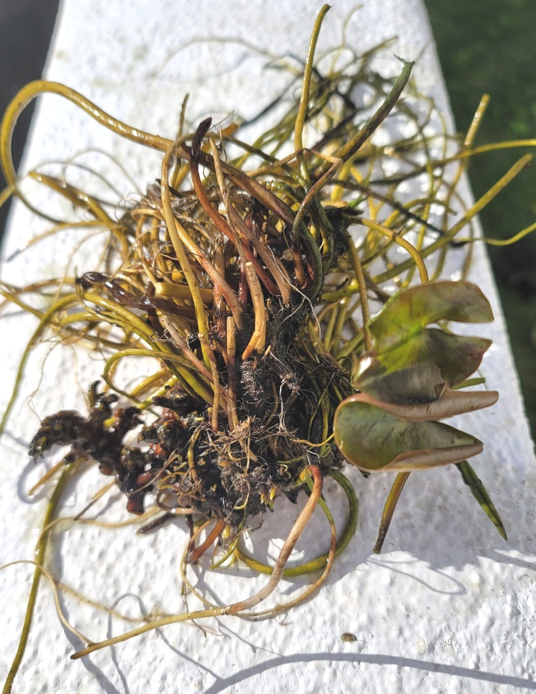 Live Nymphaea Hardy Hawaiian Angelskin Waterlily Aquatic Pond Plant with Rhizome
