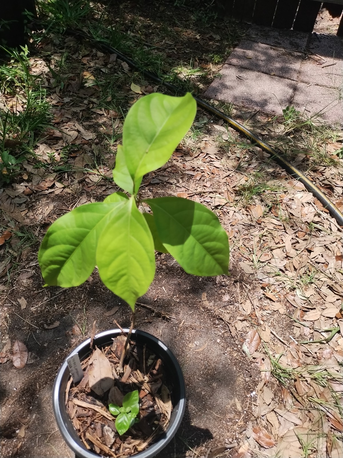 2 Plant Combo South American Psychotria V. And B. Caapi Plant In Same Pot # 2