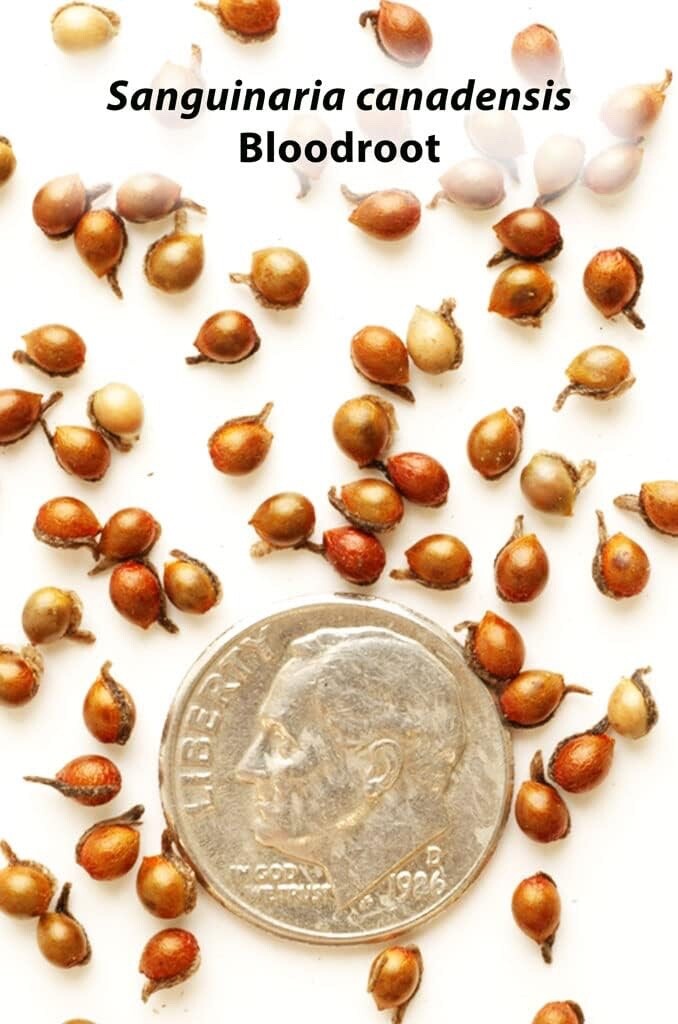 Bloodroot Seeds for Planting (30 Seeds) Sanguinaria canadensis – Medicinal Plant