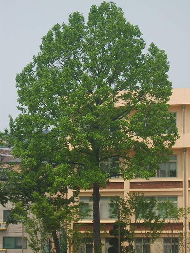 1-1000 PCS American Tulip Tree Seeds Liriodendron Tulipifera Yellow Flower 0160