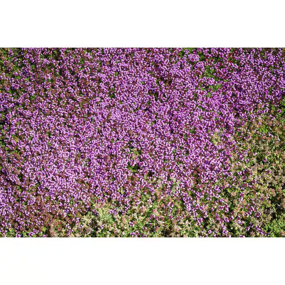 1 Gal. Pink Chintz Creeping Thyme (Thymus Serpyllum) Live Flowering Full Sun Per