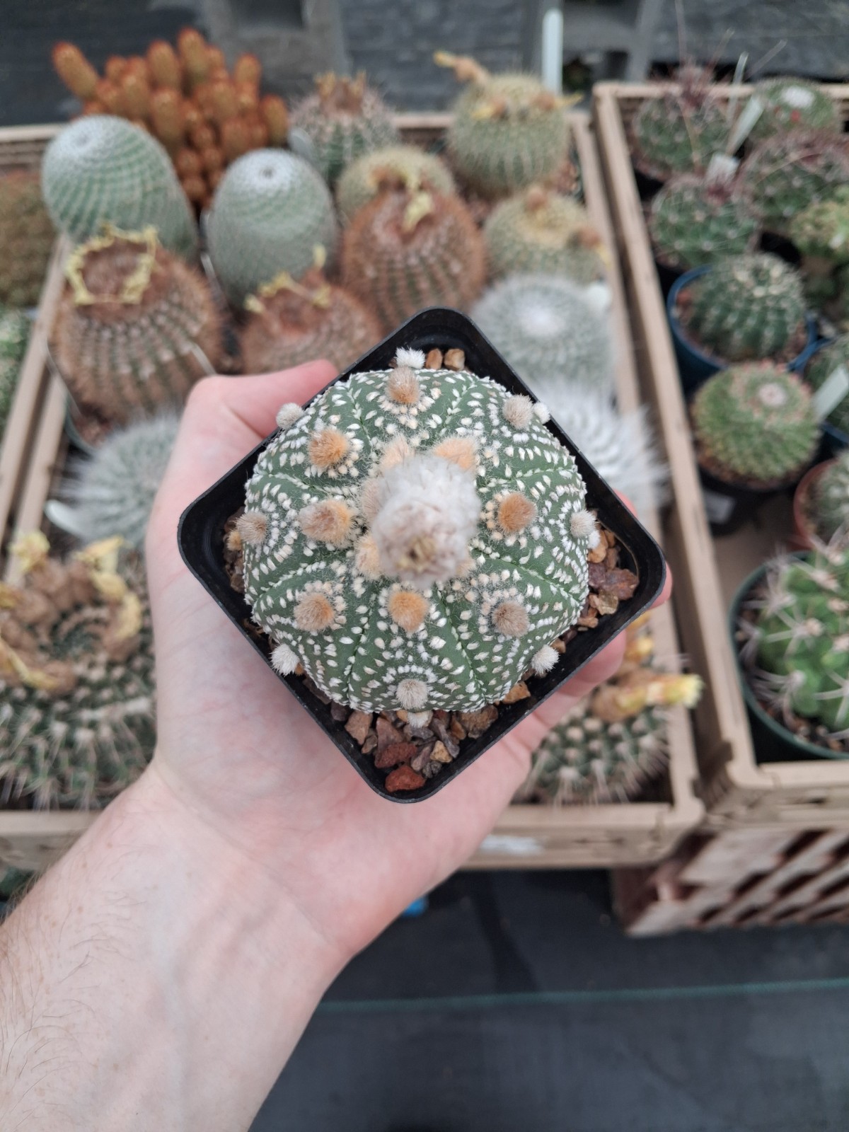 Astrophytum asterias cv. Iwata Snow White ISW US seller