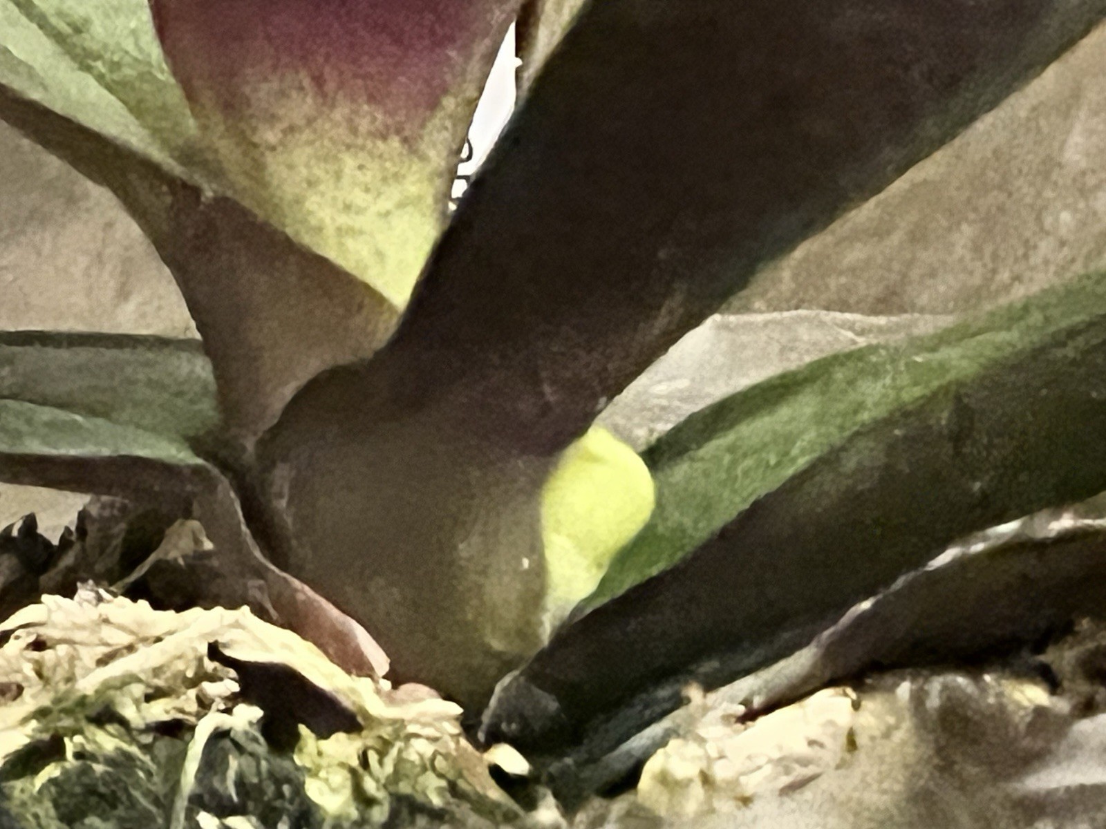 Phal. stuartiana ‘Sogo’ HCC/AOS, Mericlone, Spike Initiated, Mottled Leaves