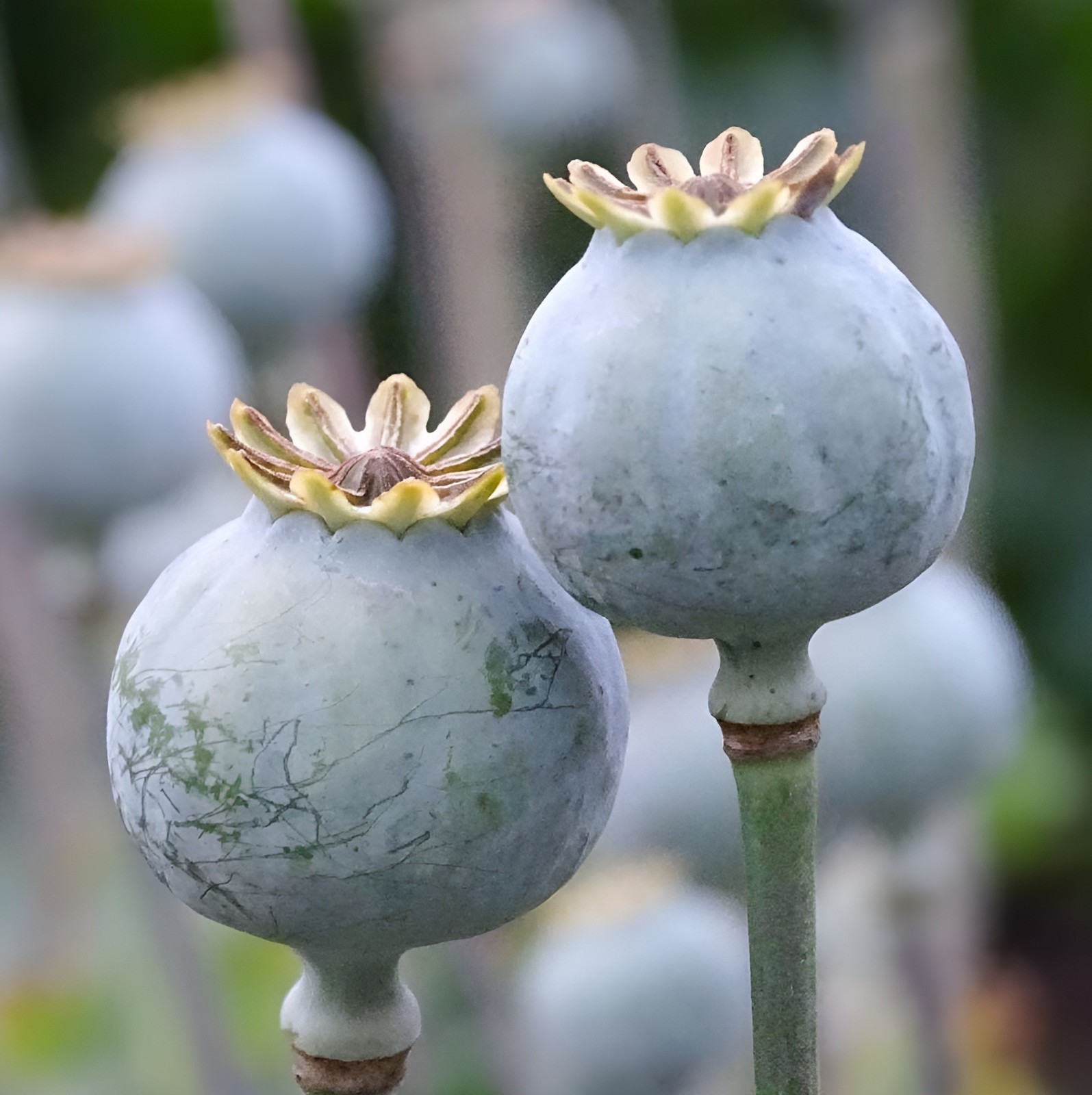 1,500 Jimi’s Snowflake Poppy Seeds –P. Somniferum – White Intricate Snowflakes!