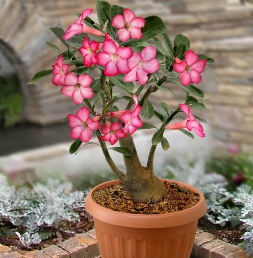 Pink Desert Rose Live Starter Plant – Ship No Pot – Adenium Obesum Plant