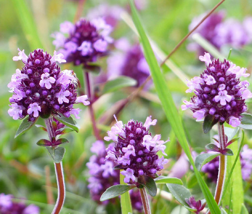 CREEPING THYME Thymus Serpyllum – 110,000 Bulk Seeds