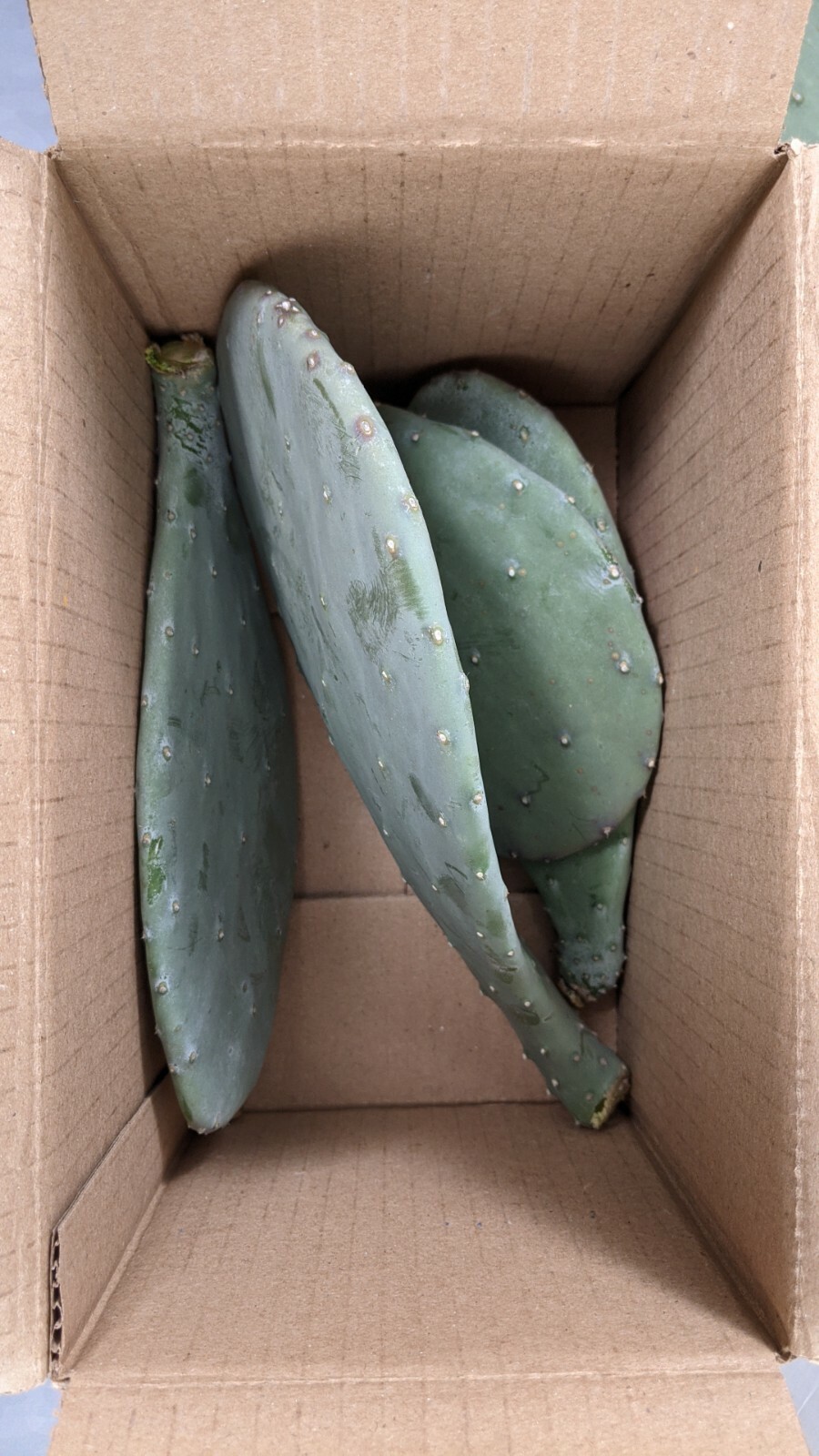 1lb Spineless Prickly Pear Opuntia Cactus From Arizona (1lb includes packaging)