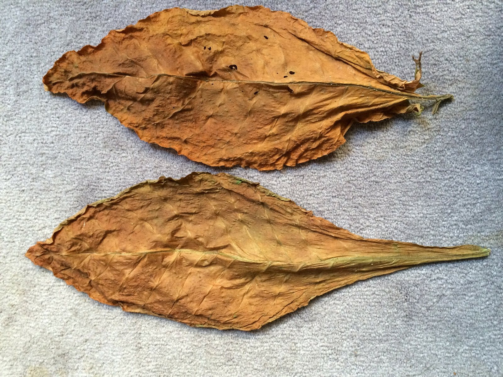 African Red HIGH NICOTINE Tobacco 1000+ seeds 0.1gr How to Grow Incl. 2023 Crop