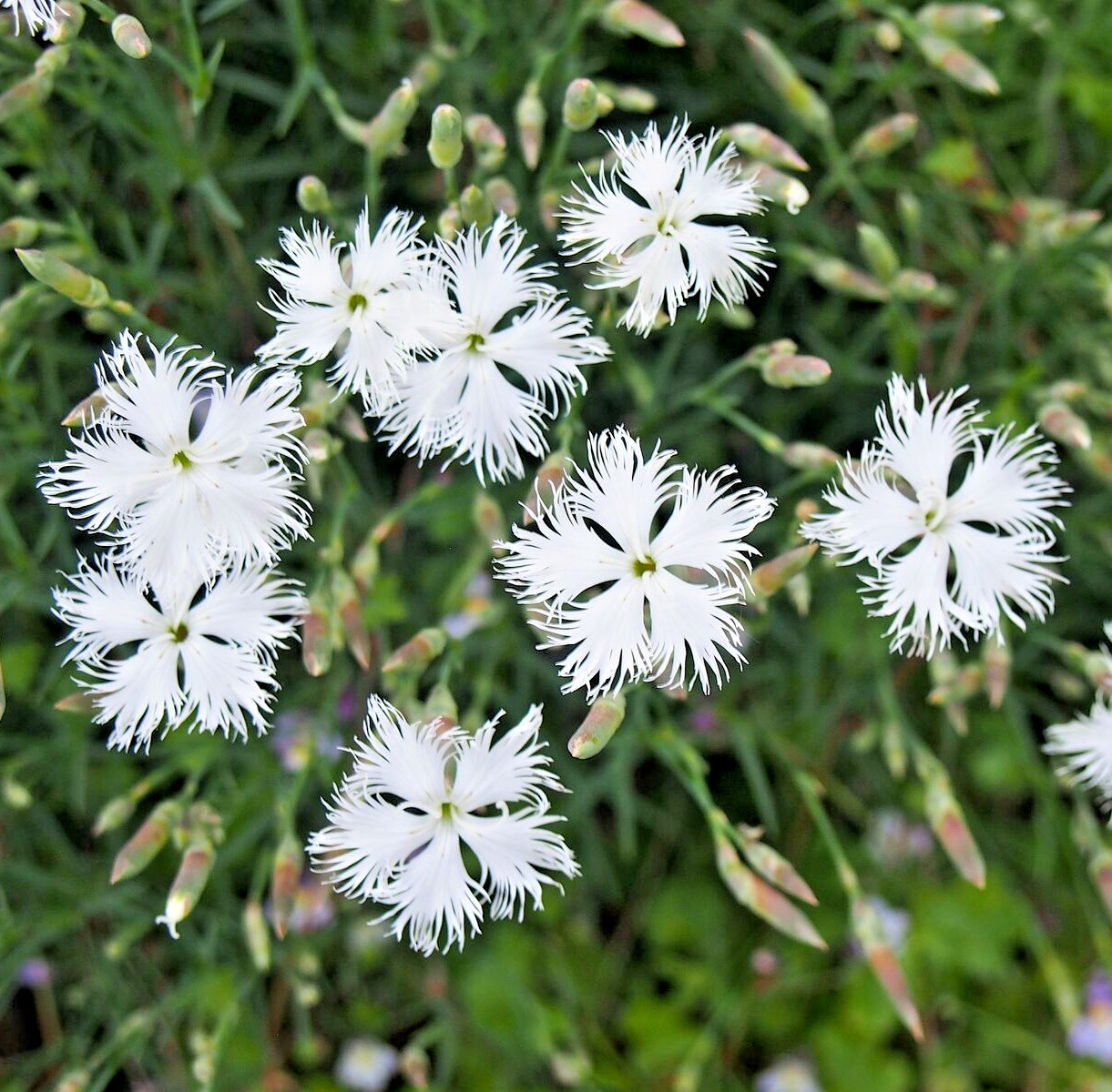 1000 SAND PINK Seeds (Dianthus arenarius) Perennial Dianthus Flower Garden Plant