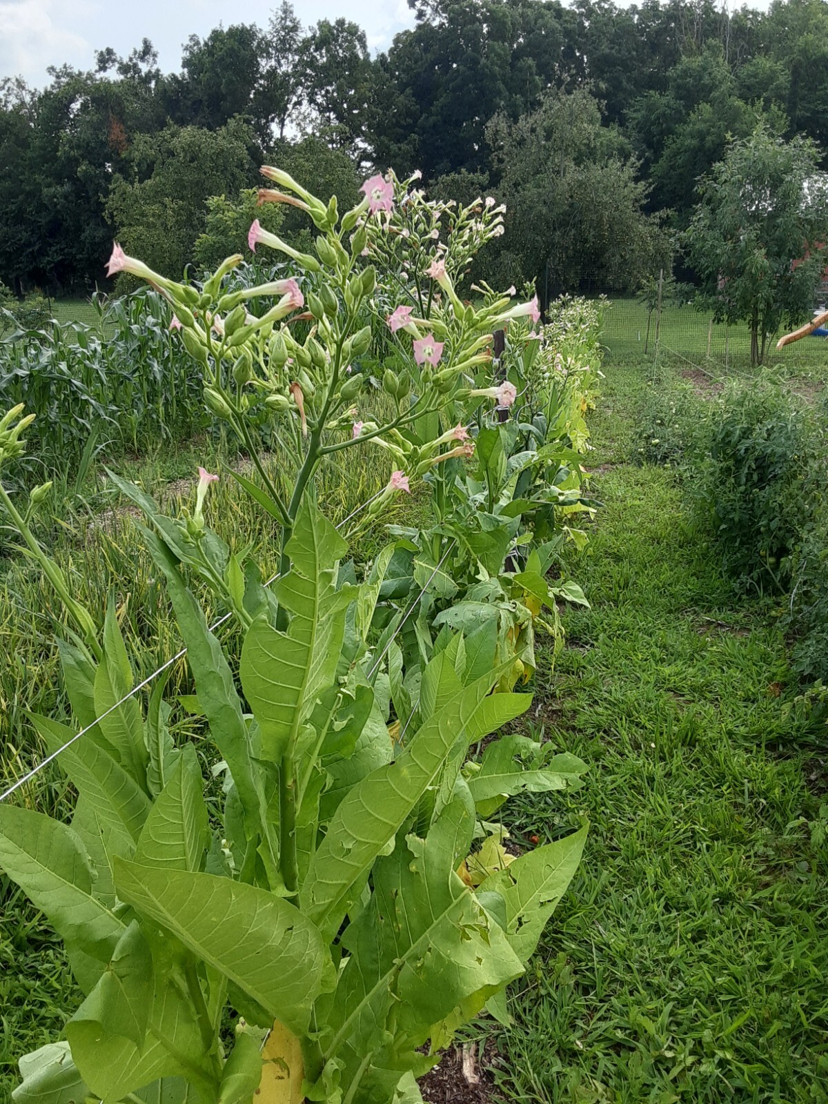 1000 “Great Lakes Gold” Tobacco Seeds FROM MICHIGAN! Organic, Heirloom, non-GMO