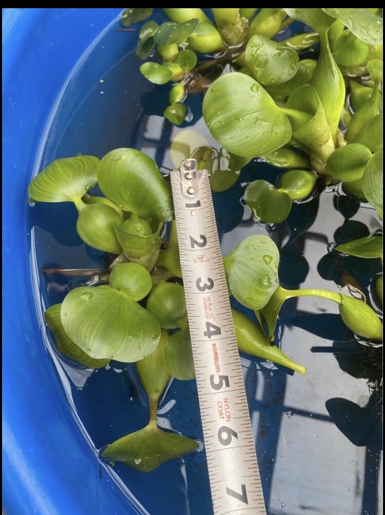 (15) Water Hyacinth Koi Pond Floating Plants Rid Algae LARGE Jumbo Purple 6”