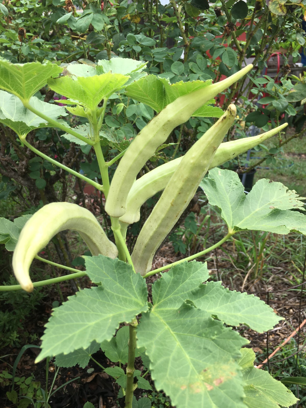 TEXAS LONGHORN OKRA – COW HORN – 25 Fresh Seeds – FREE Shipping