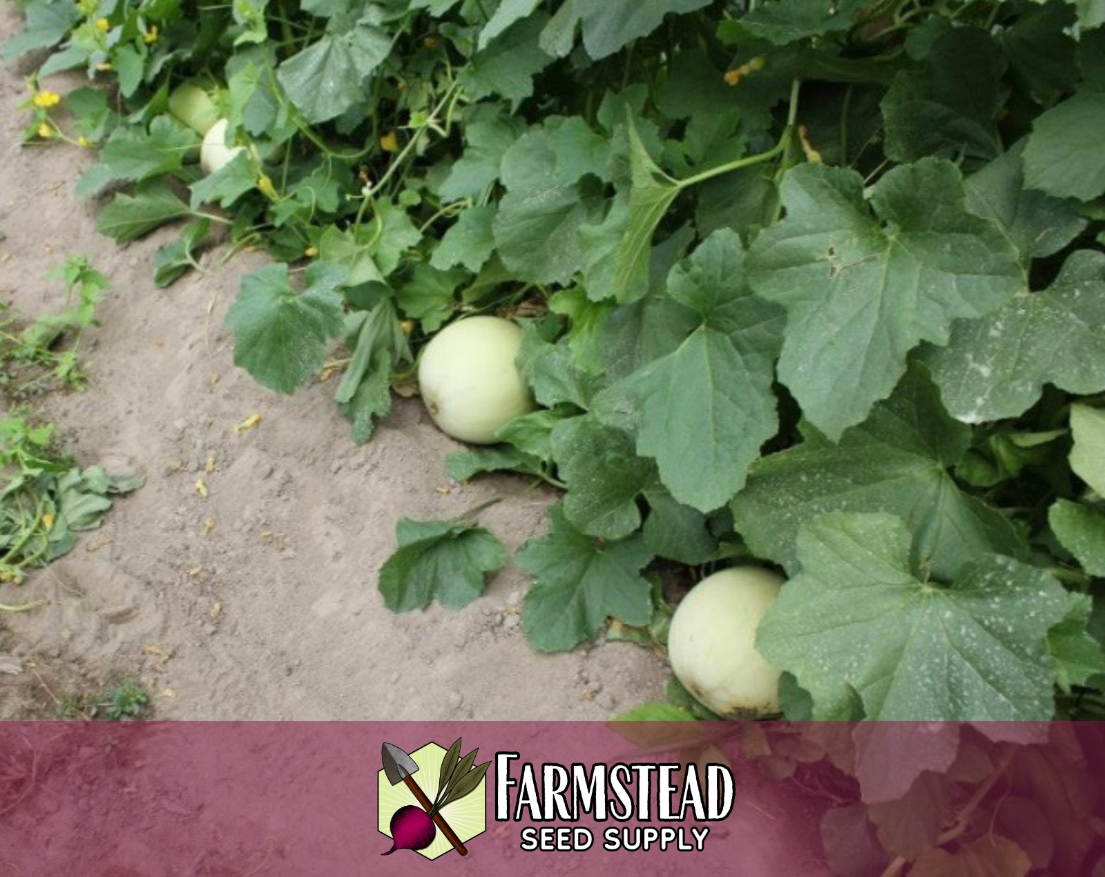 130+ Green Honeydew Melon Fruit Seeds | Heirloom, Non-GMO, Gardening Seed Packet