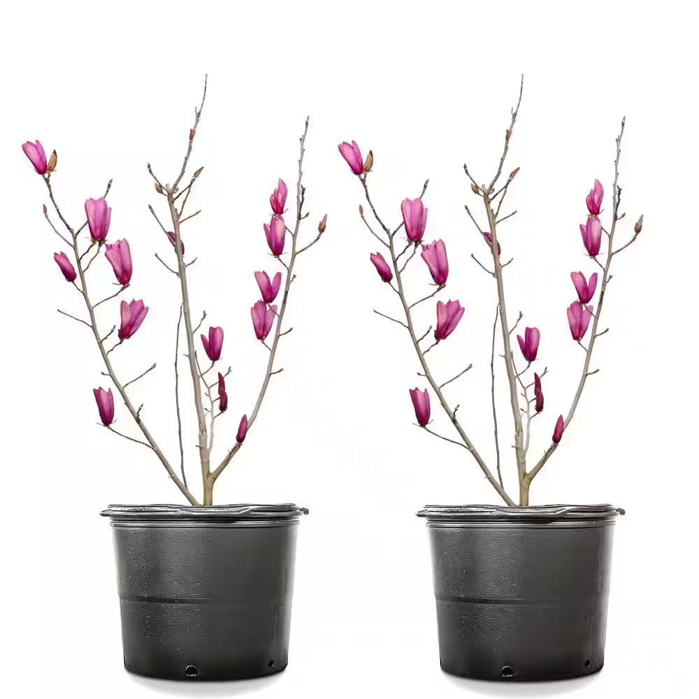 3 Gal. Ann Magnolia (2-Pack)