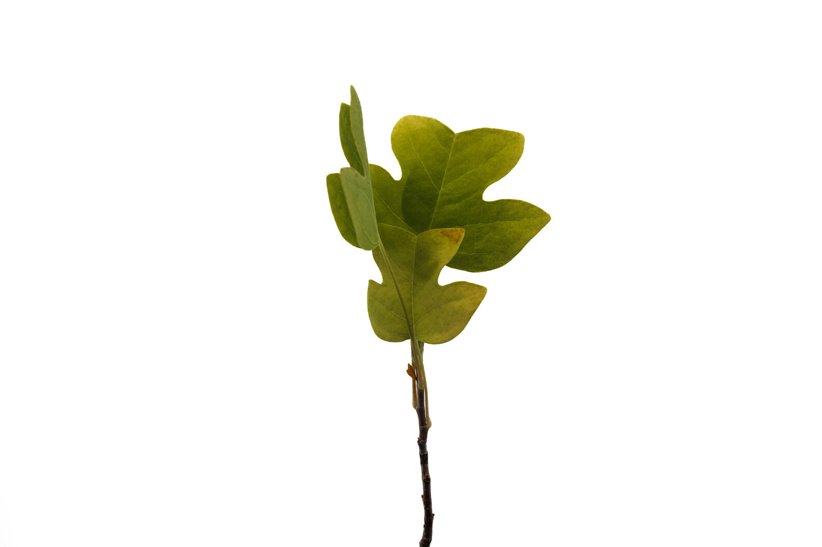 Tulip Poplar | Small Tree Seedling | The Jonsteen Company