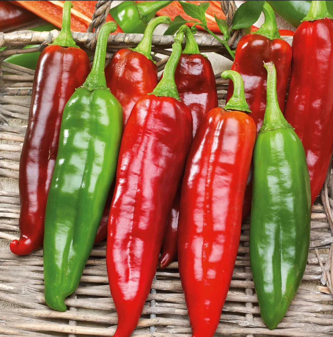 75 Heirloom NuMex BIG Jim Legacy Hatch Chili Seeds – Giant Mild Foot Long Pepper