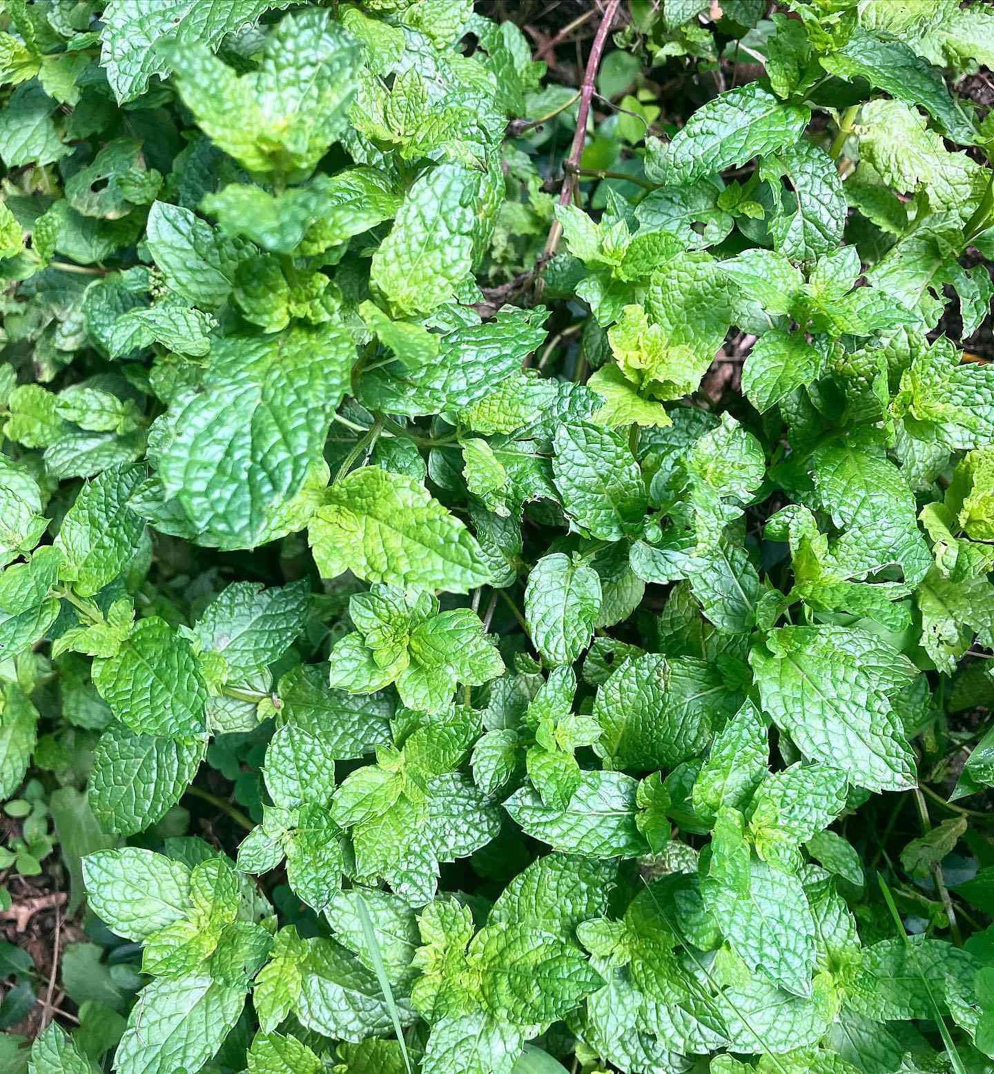Peppermint Seeds Organic Non GMO Free Shipping!
