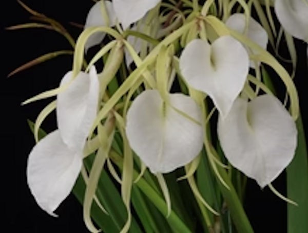 B. Nodosa ‘Shogun’s Titan’ x Rlc Carla Bruni-Sarkozy’ Shogun Hawaii’ Orchid 3B25