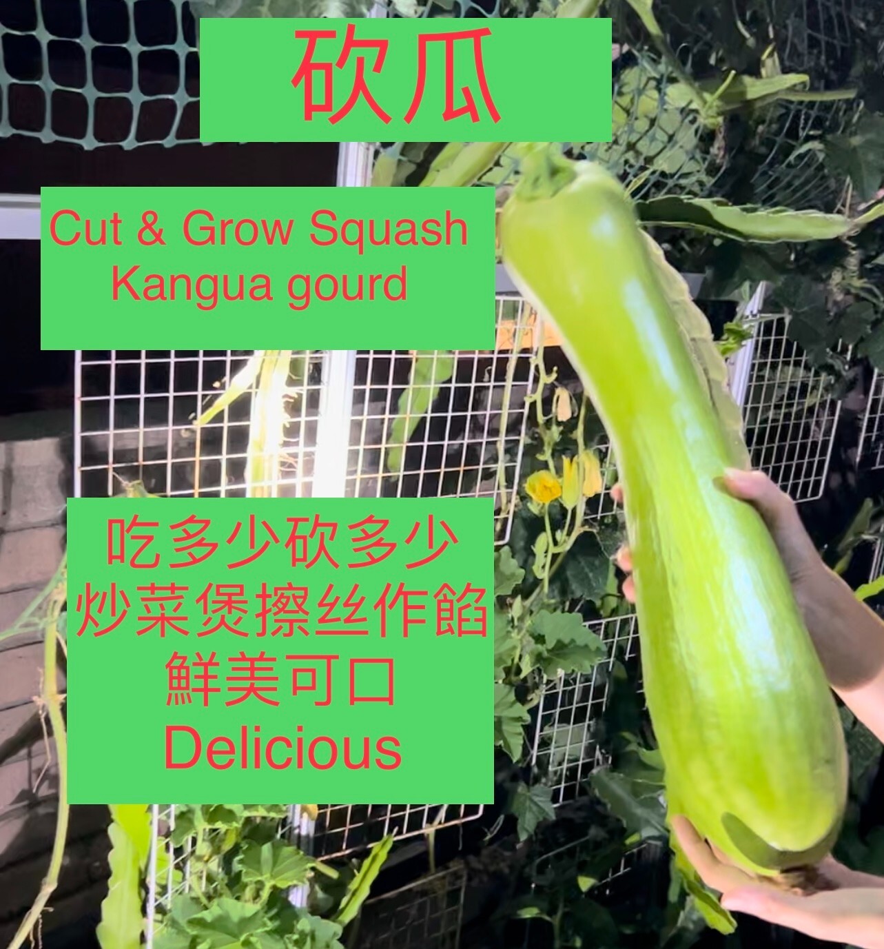 30Pcs RARE Cucurbita kangua神奇砍瓜种子 Squash gourd kangua Melon Seeds Cut & Grow 種子